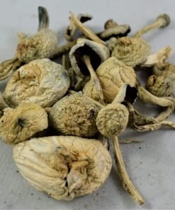 Buy Albino A+ Mushrooms Online in Australia