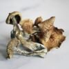 Buy Albino Penis Envy Mushrooms Australia