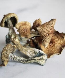 Buy Albino Penis Envy Mushrooms Australia