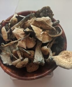 Buy B+ Magic Mushrooms Online in Australia