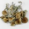 Buy Blue Meanie Mushrooms Online Australia
