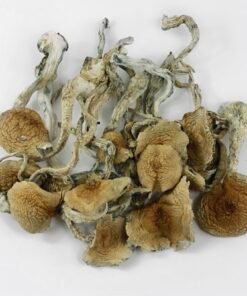 Buy Blue Meanie Mushrooms Online Australia