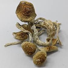 Buy Golden Teacher Mushrooms Online Australia